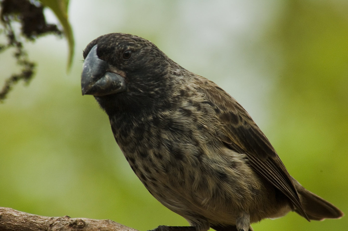 Large Ground Finch Bird Glossy Poster Picture Photo Print Banner Booma Prints