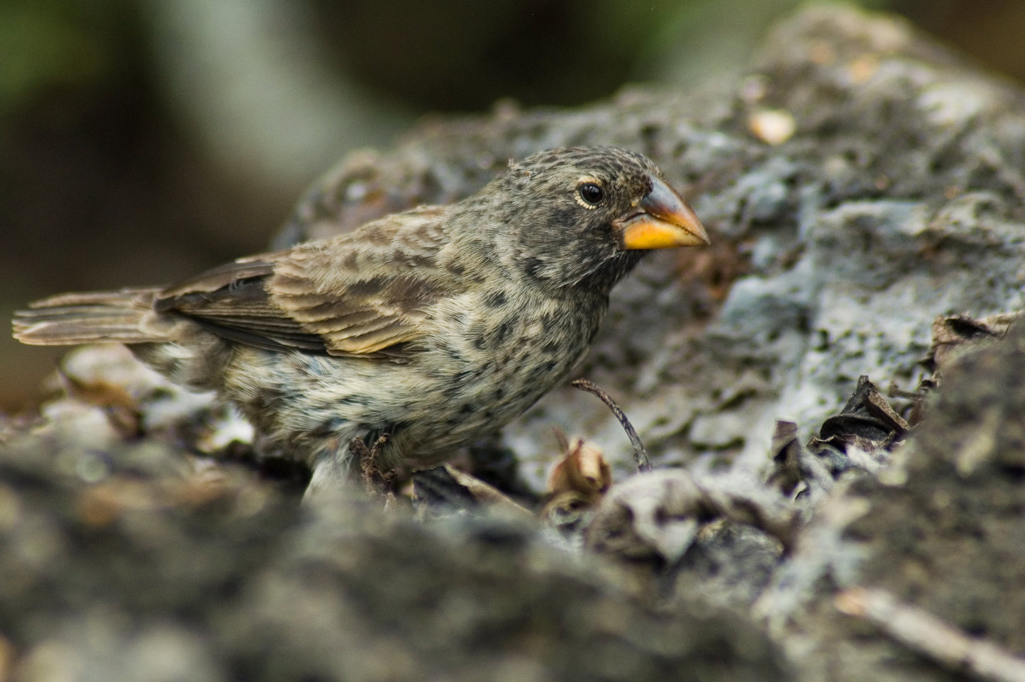 Large Ground Finch Darwin Bird Glossy Poster Picture Photo Print Banner Booma Prints