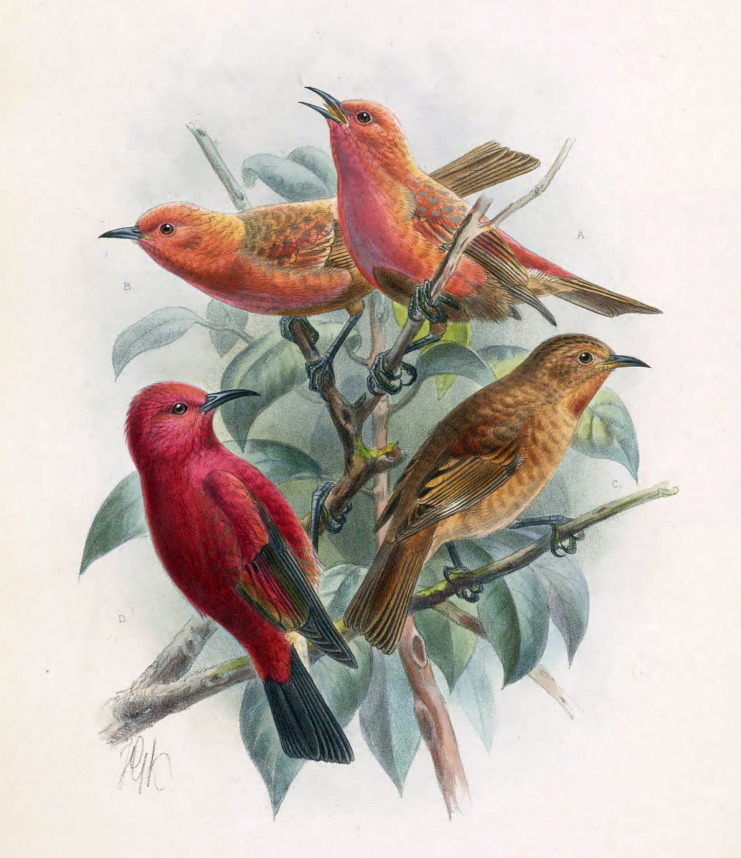 Extinct Laysan Honeycreeper Bird Glossy Poster Picture Photo Print Banner Booma Prints