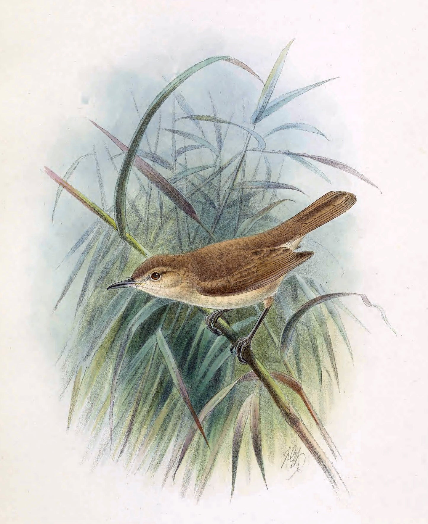 Extinct Laysan Millerbird Glossy Poster Picture Photo Print Banner Booma Prints
