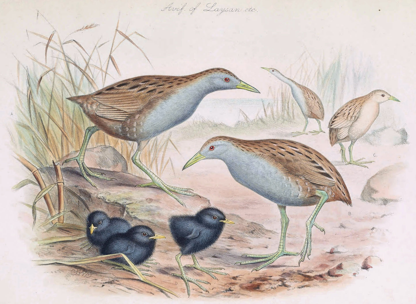Extinct Laysan Rail Bird Glossy Poster Picture Photo Print Banner Booma Prints