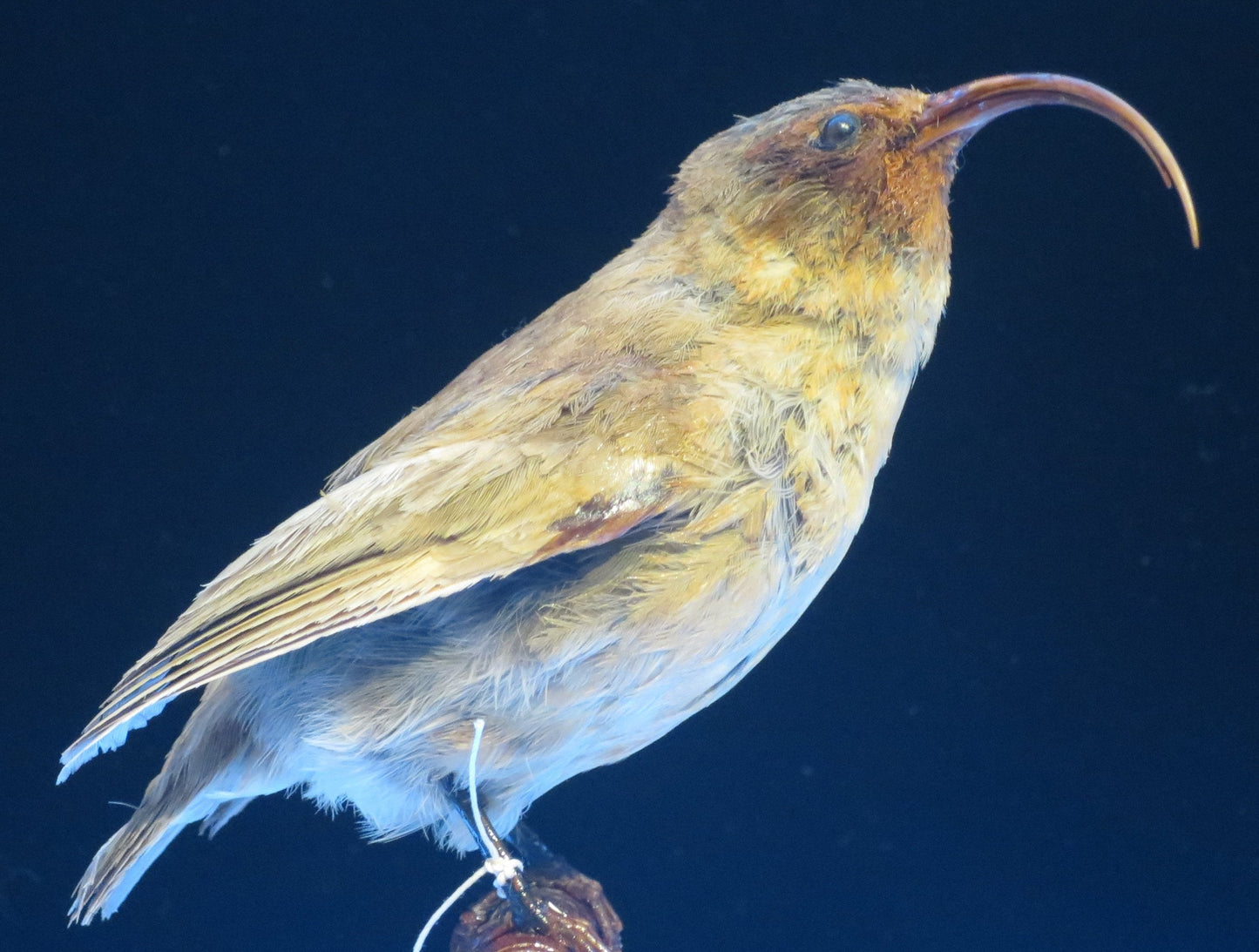 Extinct Lesser 'Akialoa Bird Glossy Poster Picture Photo Print Banner Booma Prints