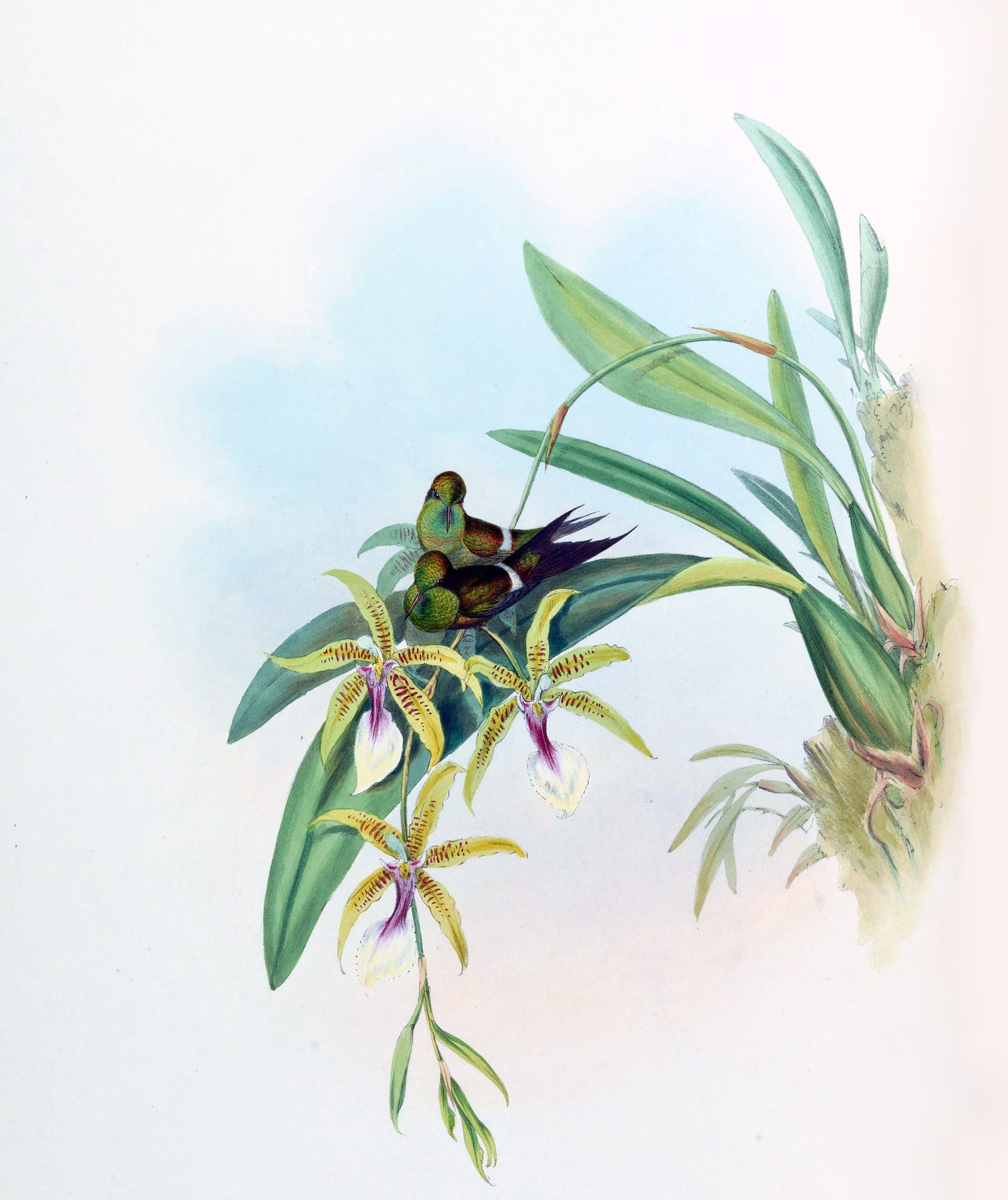 Extinct Letitia'S Thorntail Bird Glossy Poster Picture Photo Print Banner Booma Prints