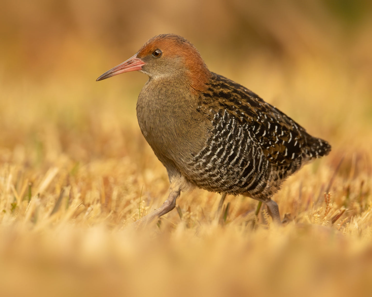 Lewin'S Rail Water Rail Bird Glossy Poster Picture Photo Print Banner Booma Prints