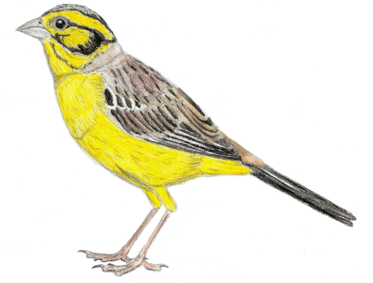 Extinct Long Legged Bunting Bird Glossy Poster Picture Photo Print Banner Booma Prints