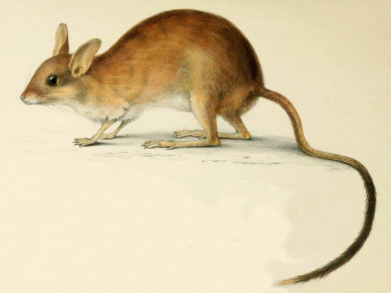 Extinct Long Tailed Hopping Mouse Glossy Poster Picture Photo Print Banner Booma Prints