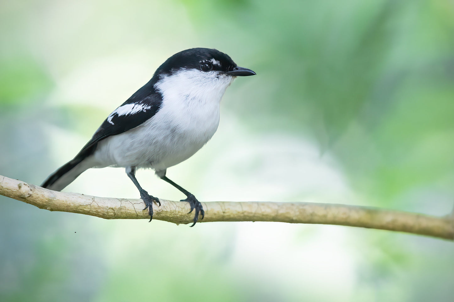 Long Tailed Triller Bird Glossy Poster Picture Photo Print Banner Booma Prints
