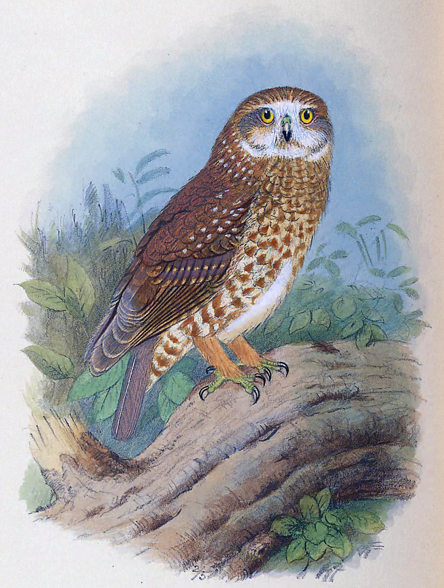 Extinct Lord Howe Boobook Owl Glossy Poster Picture Photo Print Banner Booma Prints