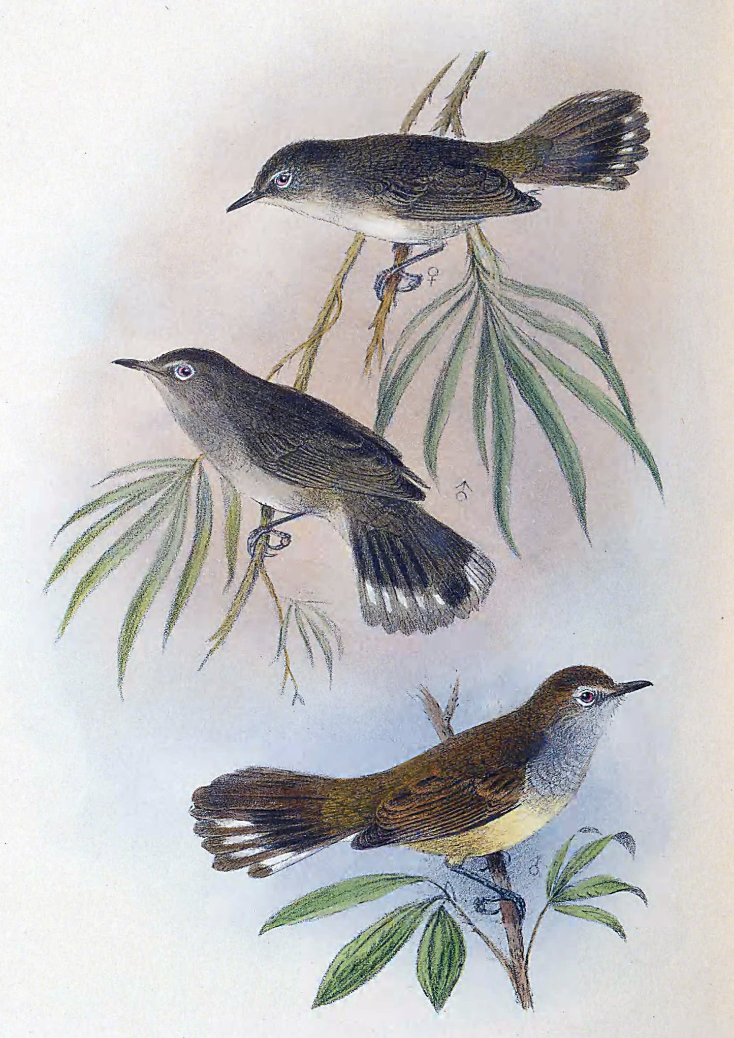 Extinct Lord Howe Gerygone Birds Glossy Poster Picture Photo Print Banner Booma Prints
