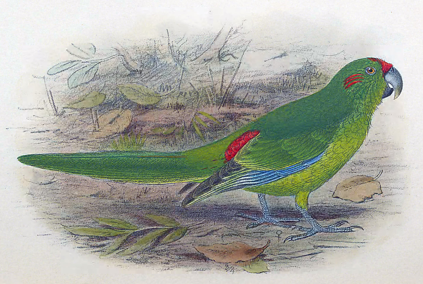 Extinct Lord Howe Parakeet Bird Glossy Poster Picture Photo Print Banner Booma Prints