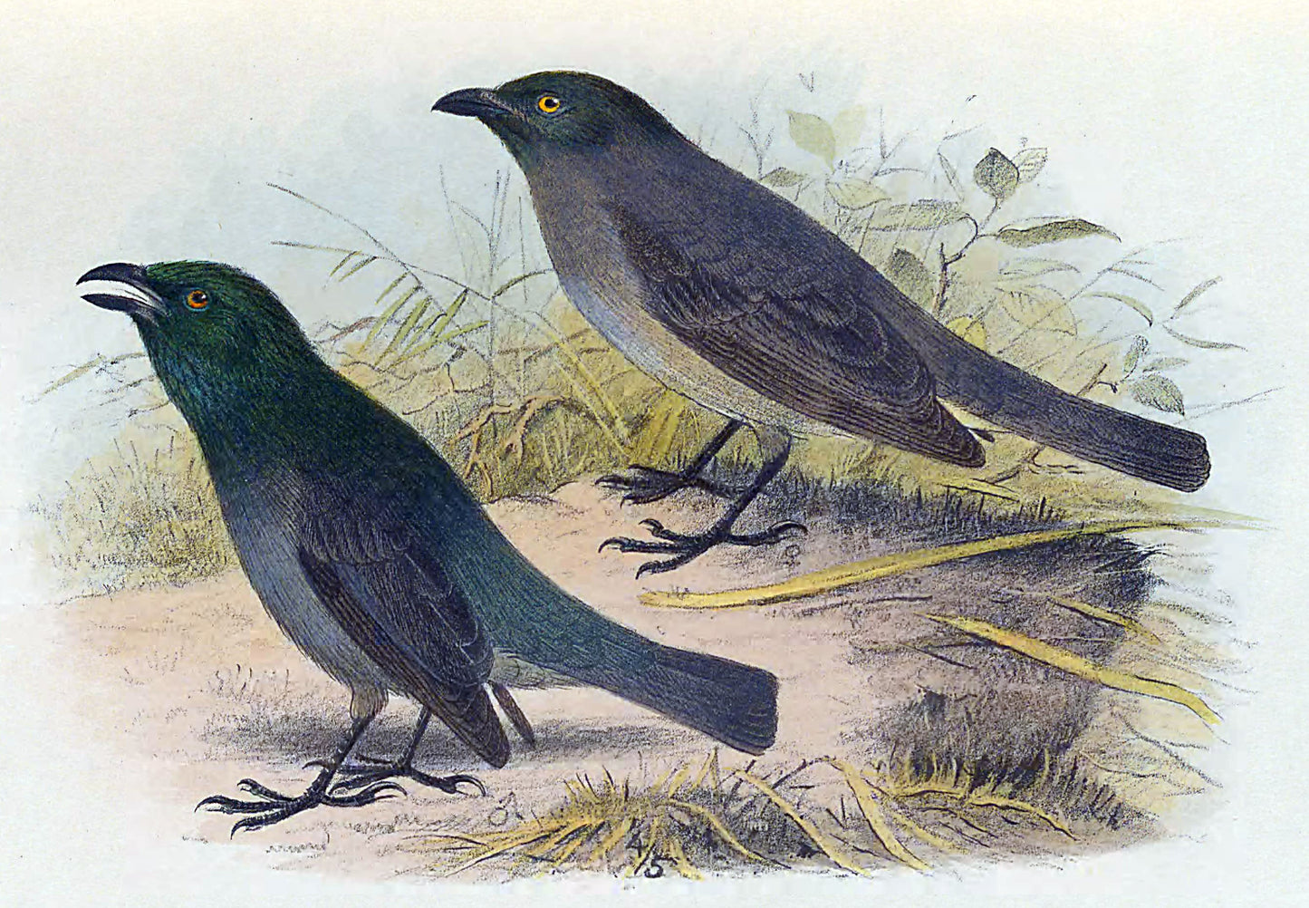 Extinct Lord Howe Starling Bird Glossy Poster Picture Photo Print Banner Booma Prints
