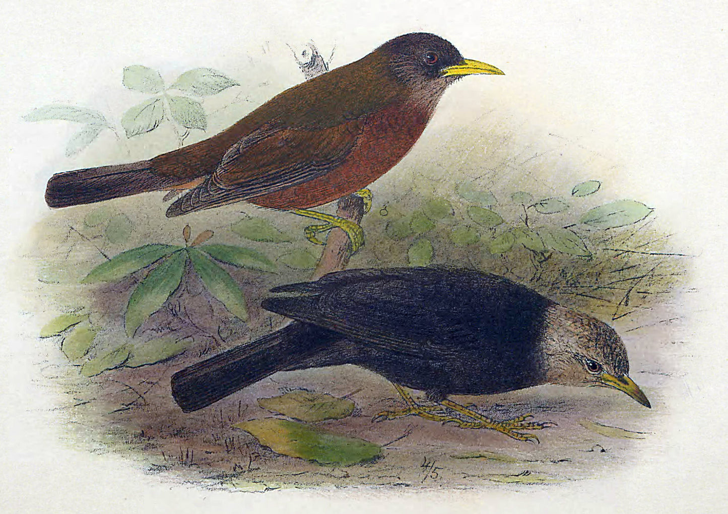 Extinct Lord Howe Thrush Bird Glossy Poster Picture Photo Print Banner Booma Prints