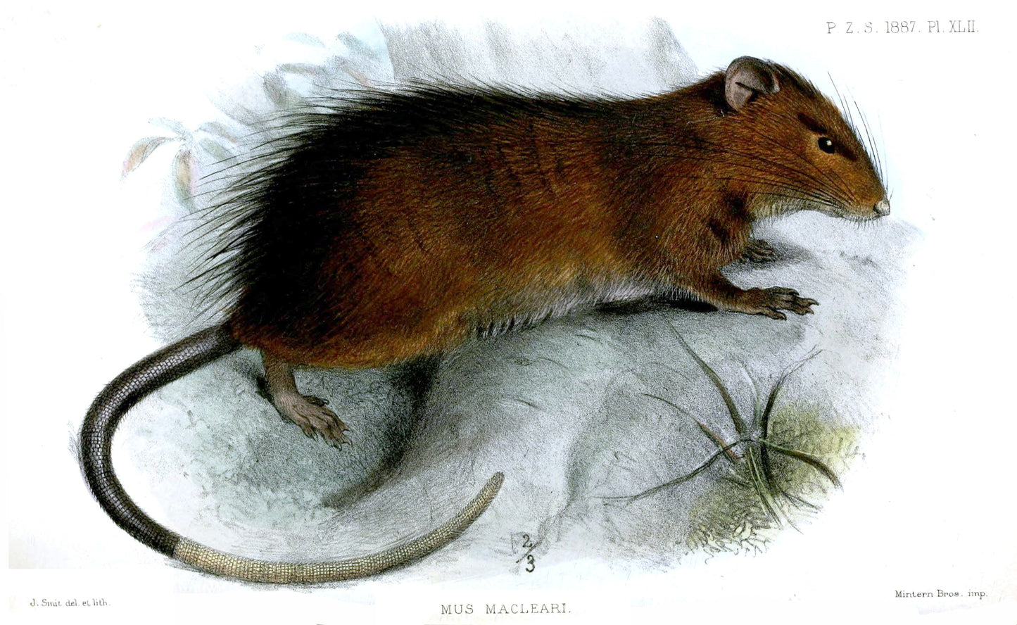 Extinct Maclear'S Rat Glossy Poster Picture Photo Print Banner Booma Prints