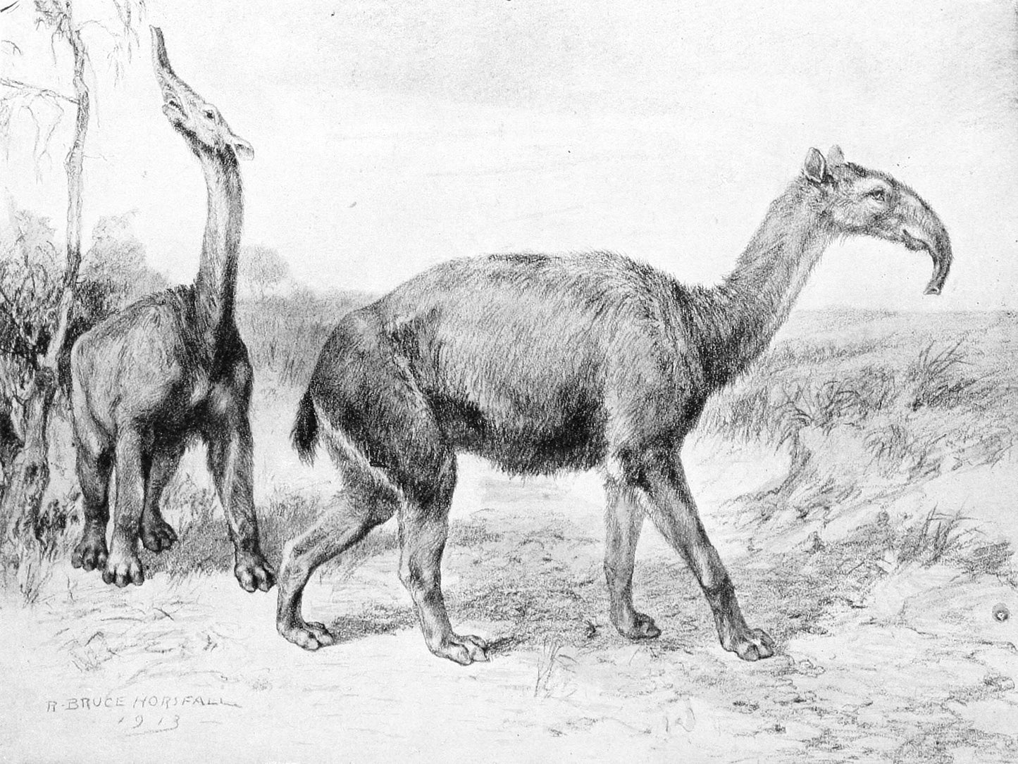 Extinct Macrauchenia Ungulate Glossy Poster Picture Photo Print Banner Booma Prints