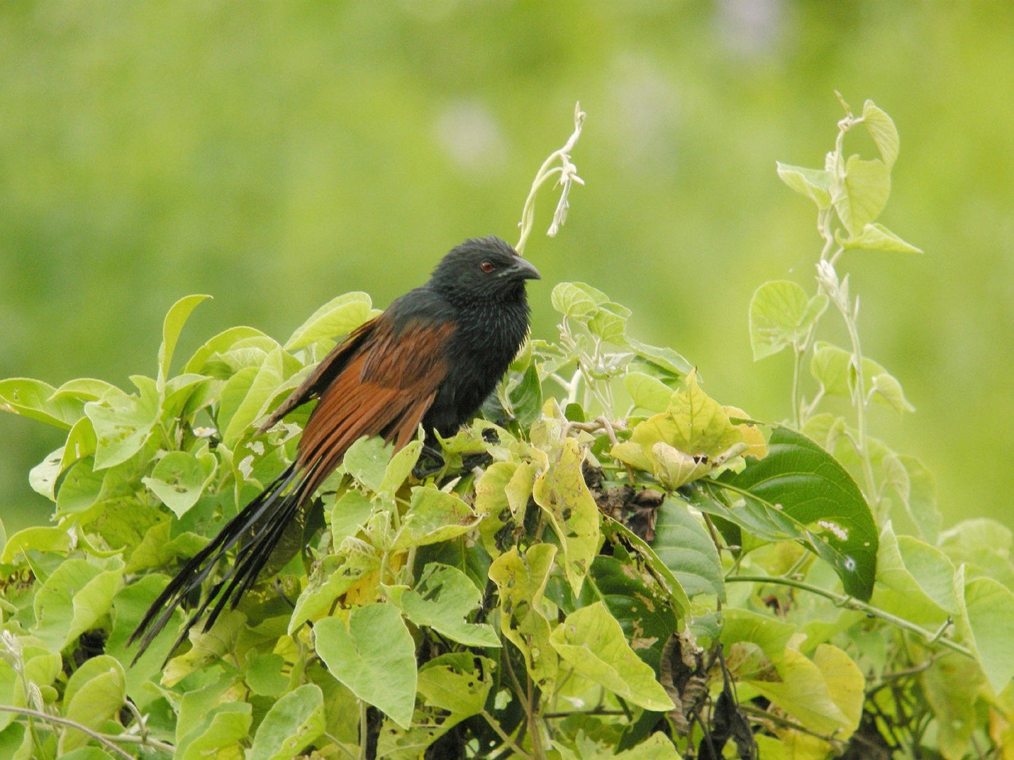 Malagasy Coucal Madagascar Bird Glossy Poster Picture Photo Print Banner Booma Prints