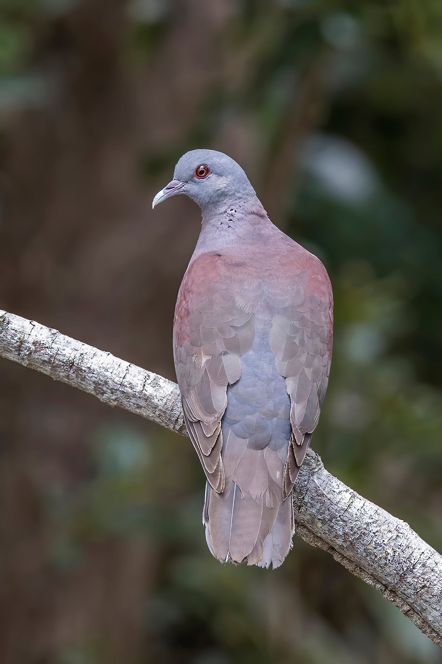 Malagasy Turtle Dove Bird Glossy Poster Picture Photo Print Banner Booma Prints