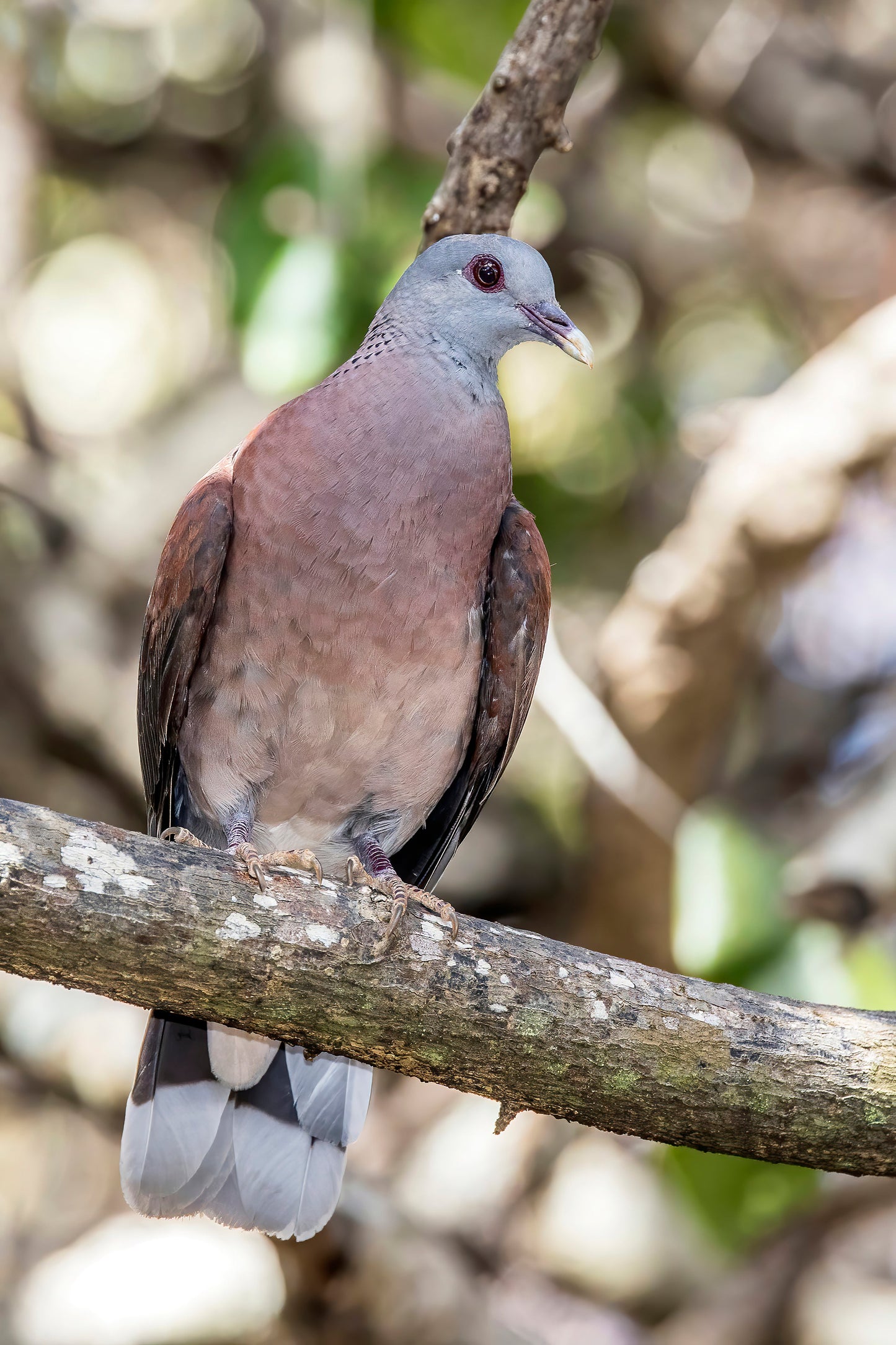 Malagasy Turtle Dove Perched Glossy Poster Picture Photo Print Banner Booma Prints