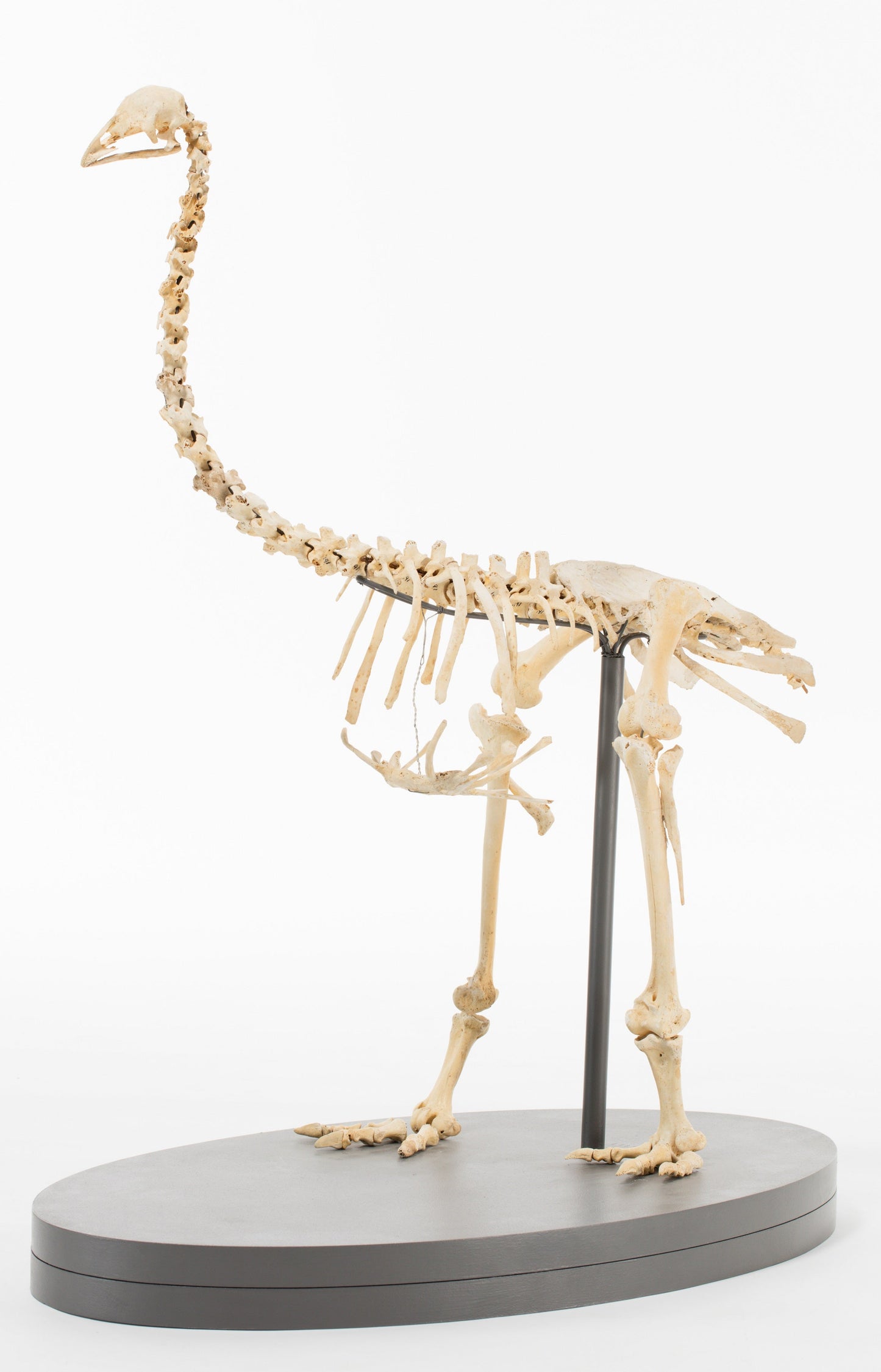 Extinct Mantell'S Moa Skeleton Glossy Poster Picture Photo Print Banner Booma Prints