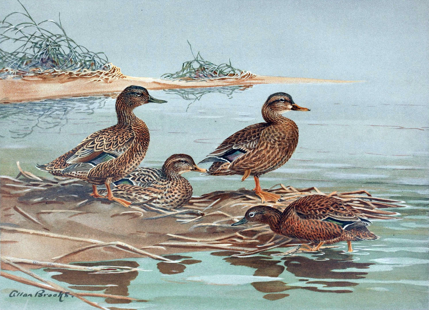 Extinct Mariana Mallard Bird Glossy Poster Picture Photo Print Banner Booma Prints