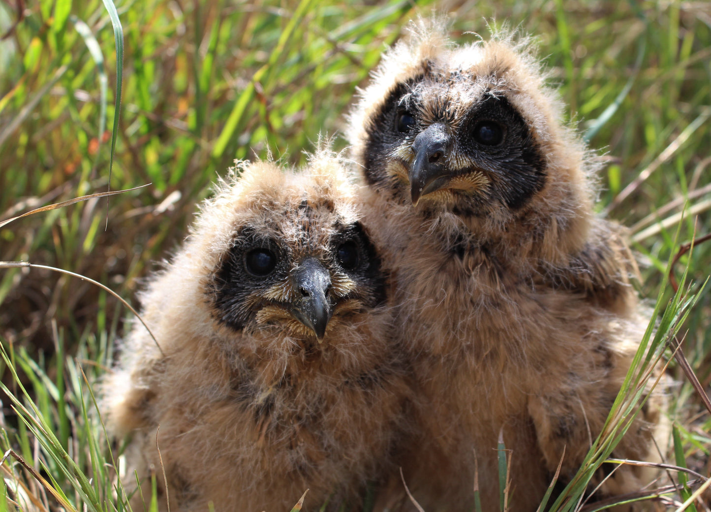 Baby Marsh Owls Glossy Poster Picture Photo Print Banner Booma Prints