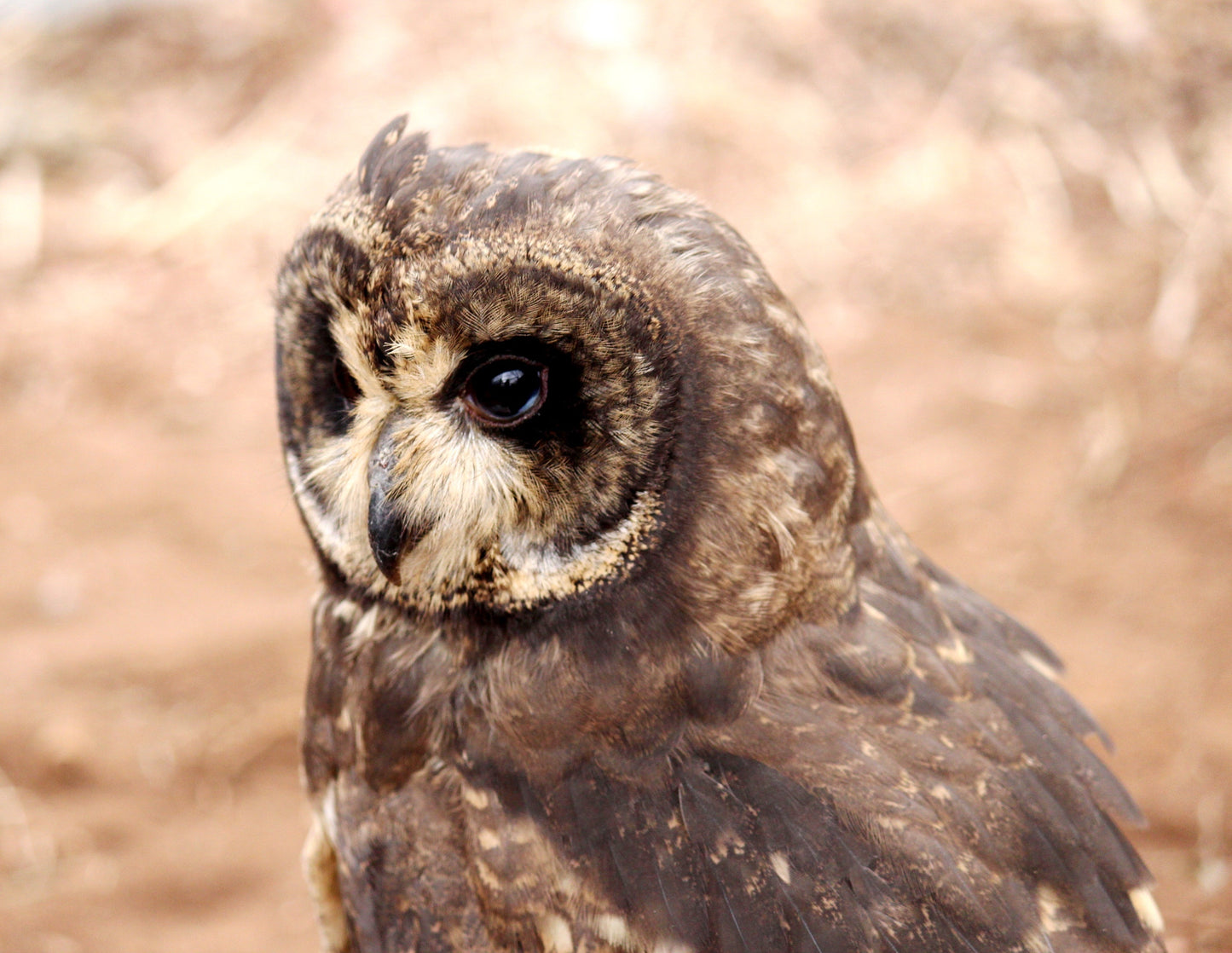 Marsh Owl Glossy Poster Picture Photo Print Banner Booma Prints
