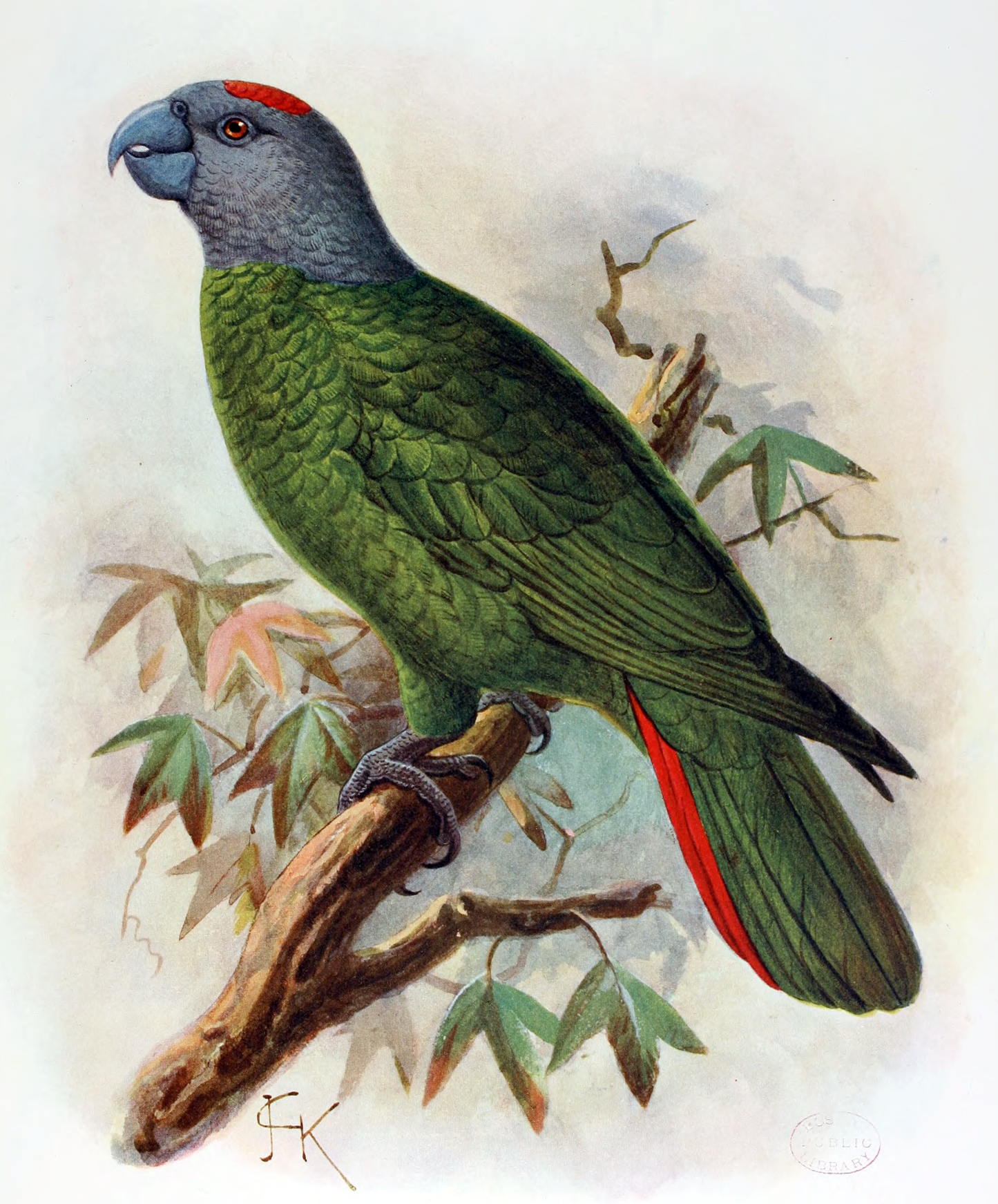 Extinct Martinique Amazon Bird Glossy Poster Picture Photo Print Banner Booma Prints