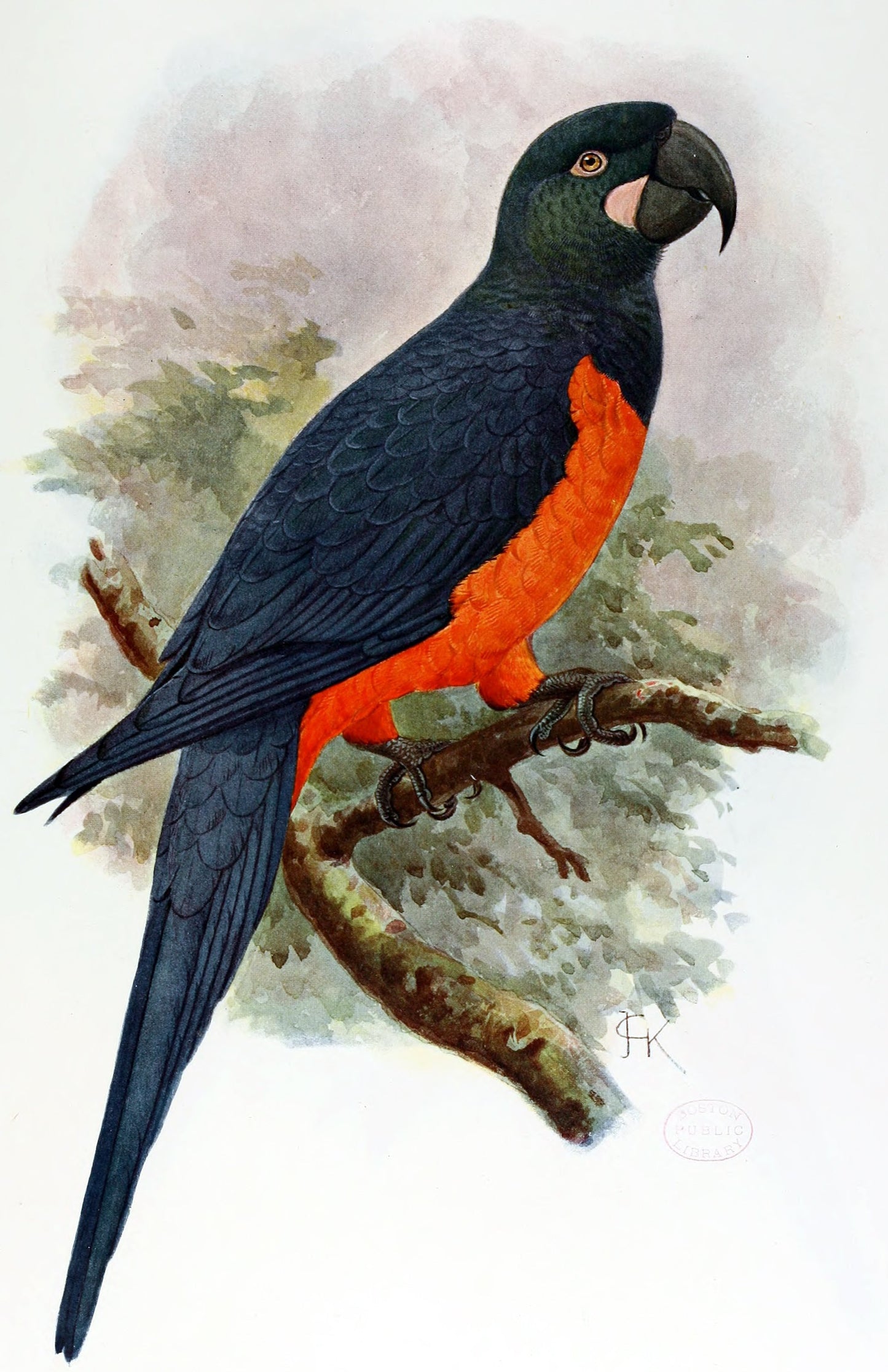 Extinct Martinique Macaw Glossy Poster Picture Photo Print Banner Booma Prints