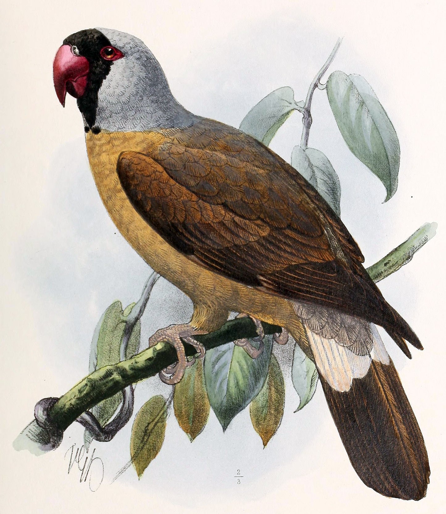 Extinct Mascarene Parrot Glossy Poster Picture Photo Print Banner Booma Prints