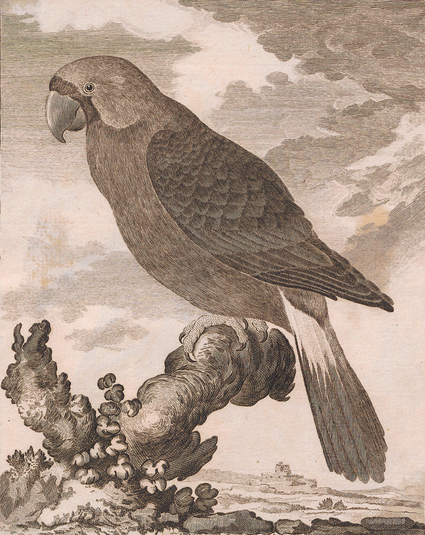 Extinct Mascarene Parrot Mascarin Glossy Poster Picture Photo Print Banner Booma Prints