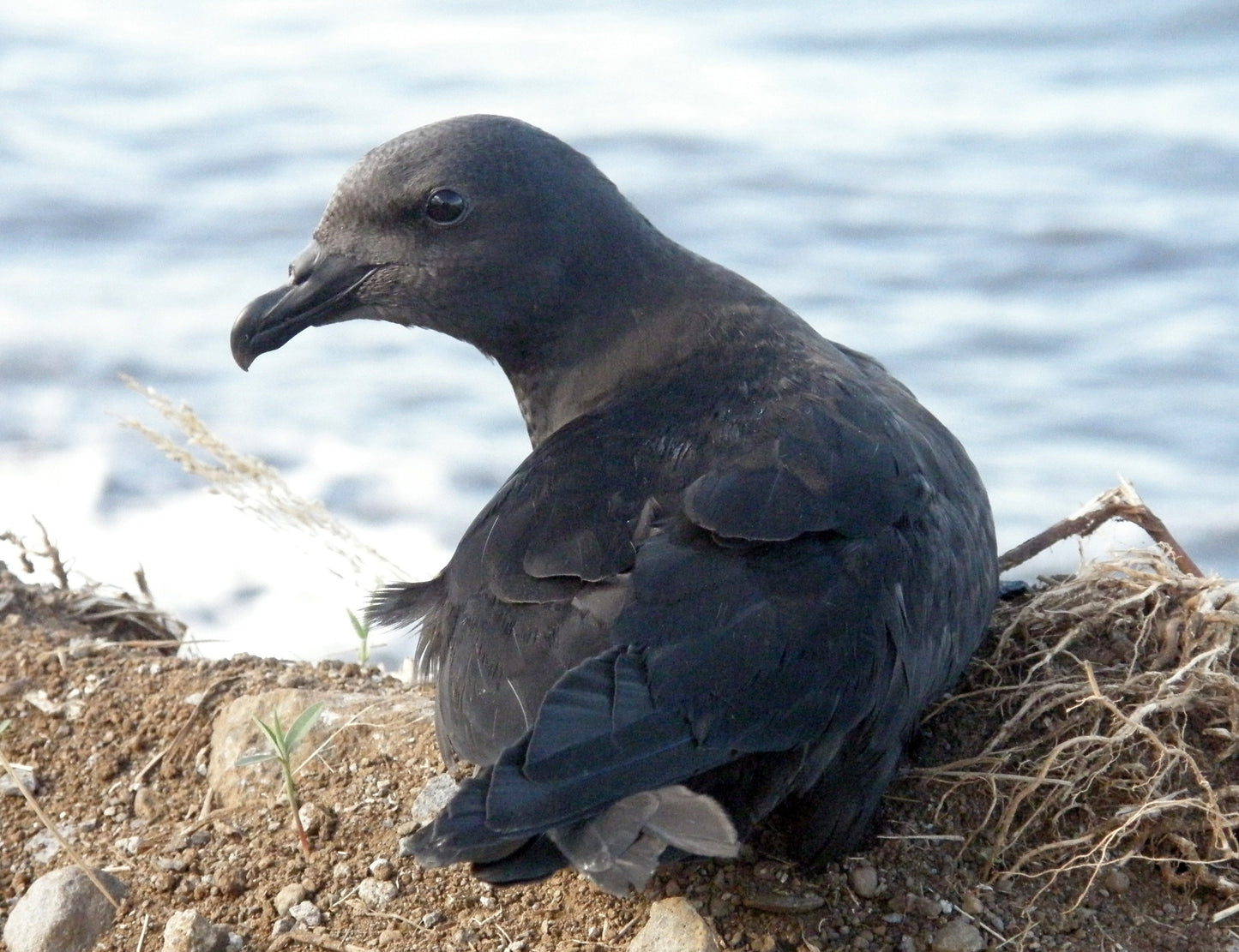 Mascarene Petrel Bird Glossy Poster Picture Photo Print Banner Booma Prints