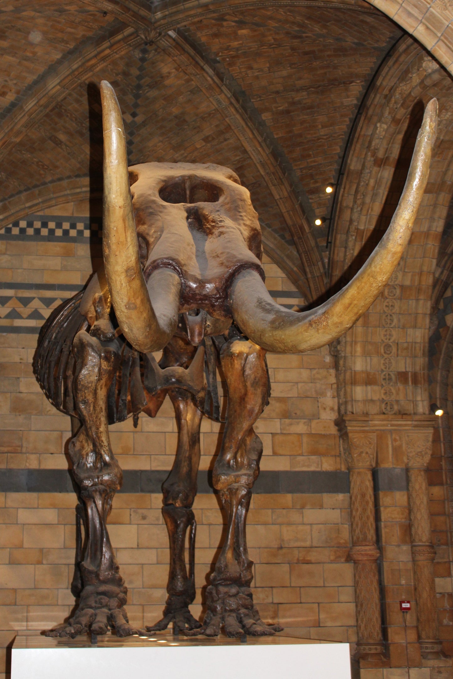Extinct American Mastodon Glossy Poster Picture Photo Print Banner Booma Prints