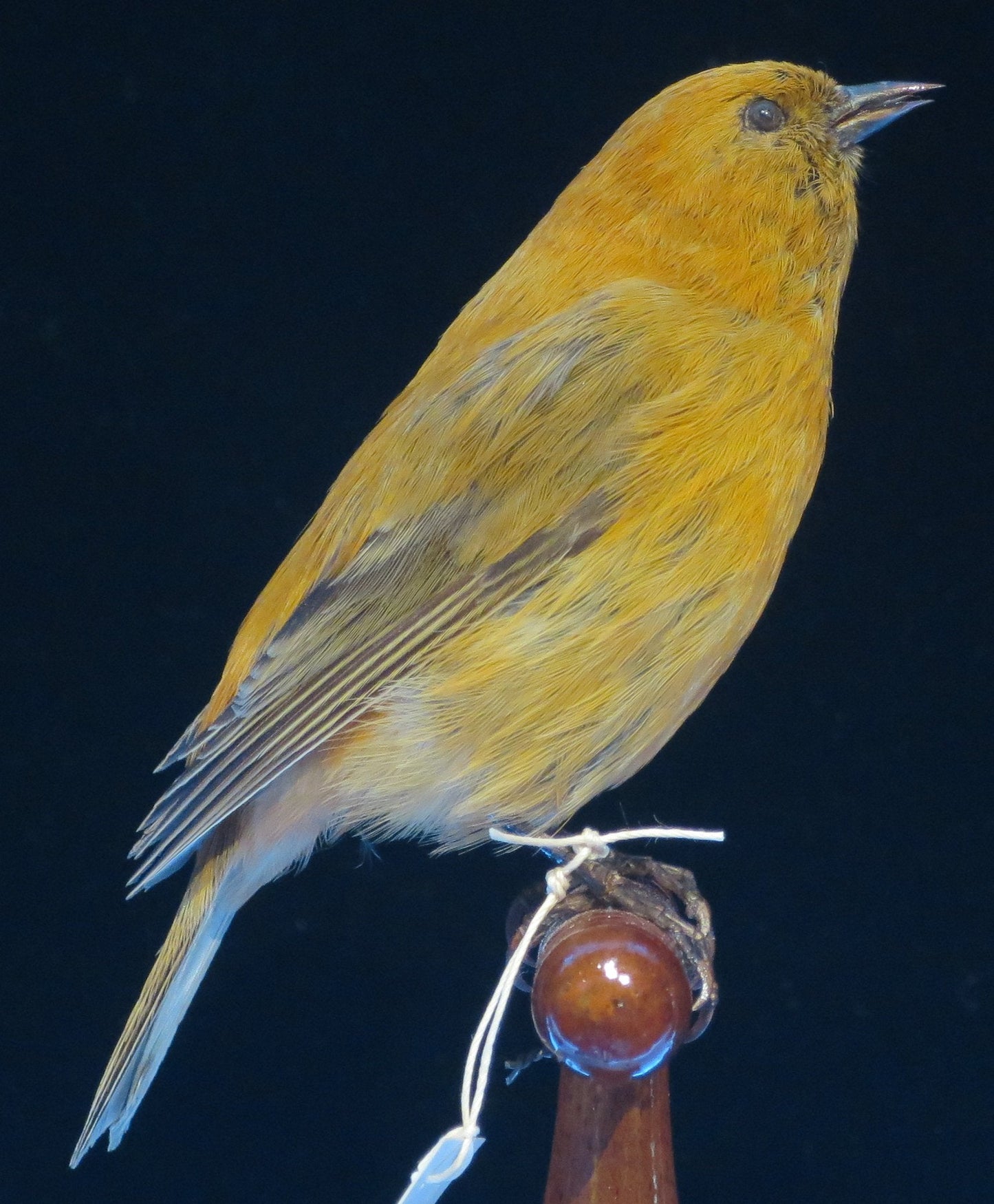 Extinct Maui 'Akepa Bird Glossy Poster Picture Photo Print Banner Booma Prints