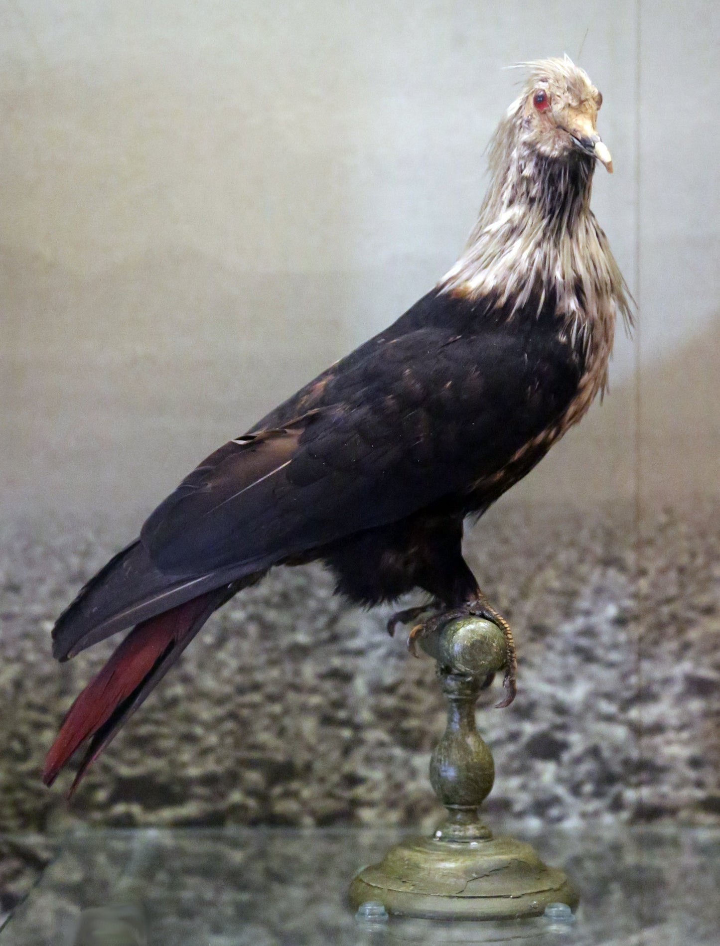 Extinct Mauritius Blue Pigeon Glossy Poster Picture Photo Print Banner Booma Prints
