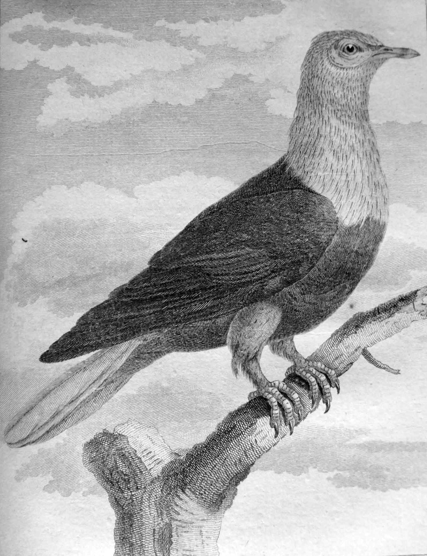 Mauritius Blue Pigeon Mascarenes Glossy Poster Picture Photo Print Banner Booma Prints