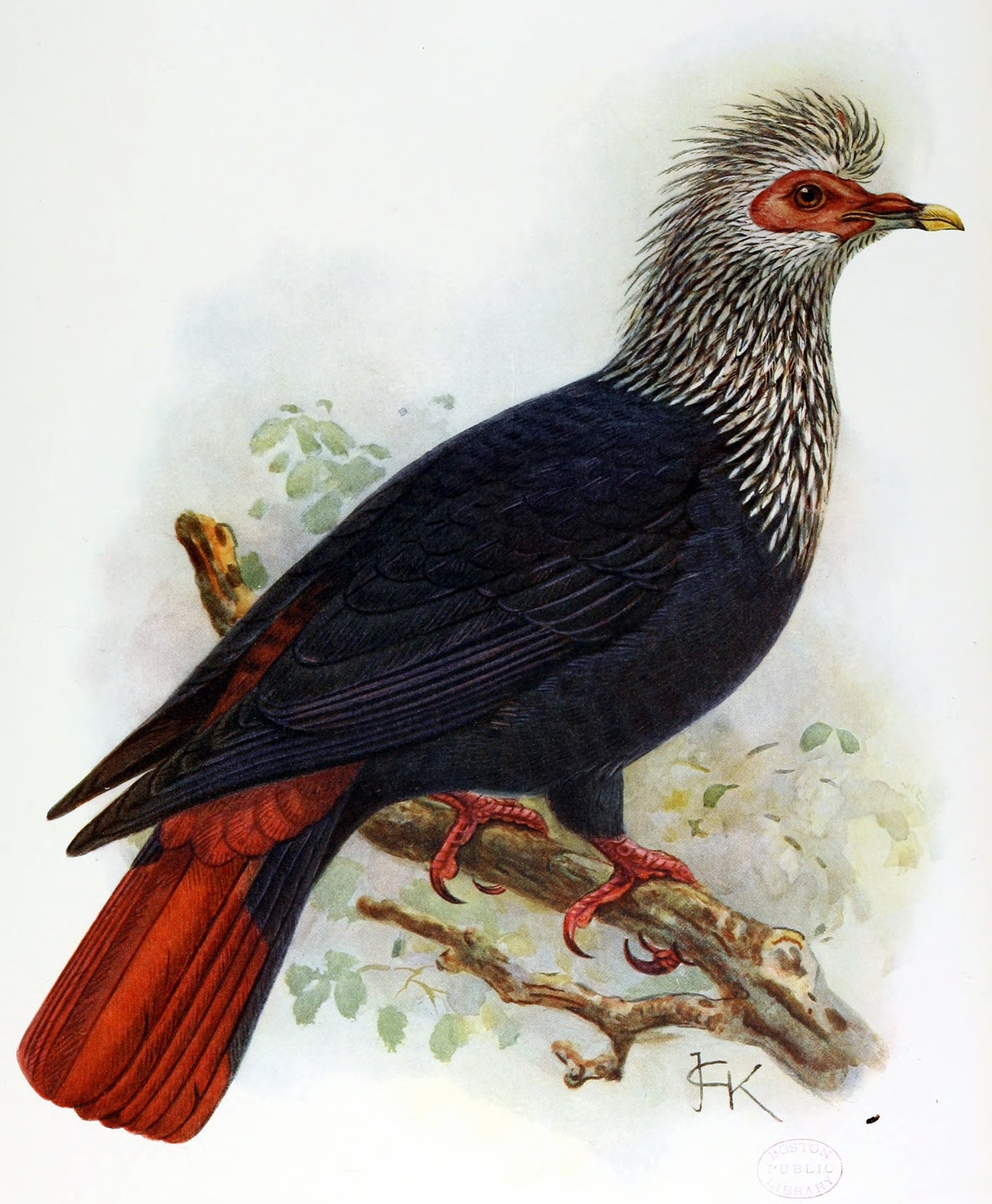 Mauritius Blue Pigeon Madagascar Glossy Poster Picture Photo Print Banner Booma Prints