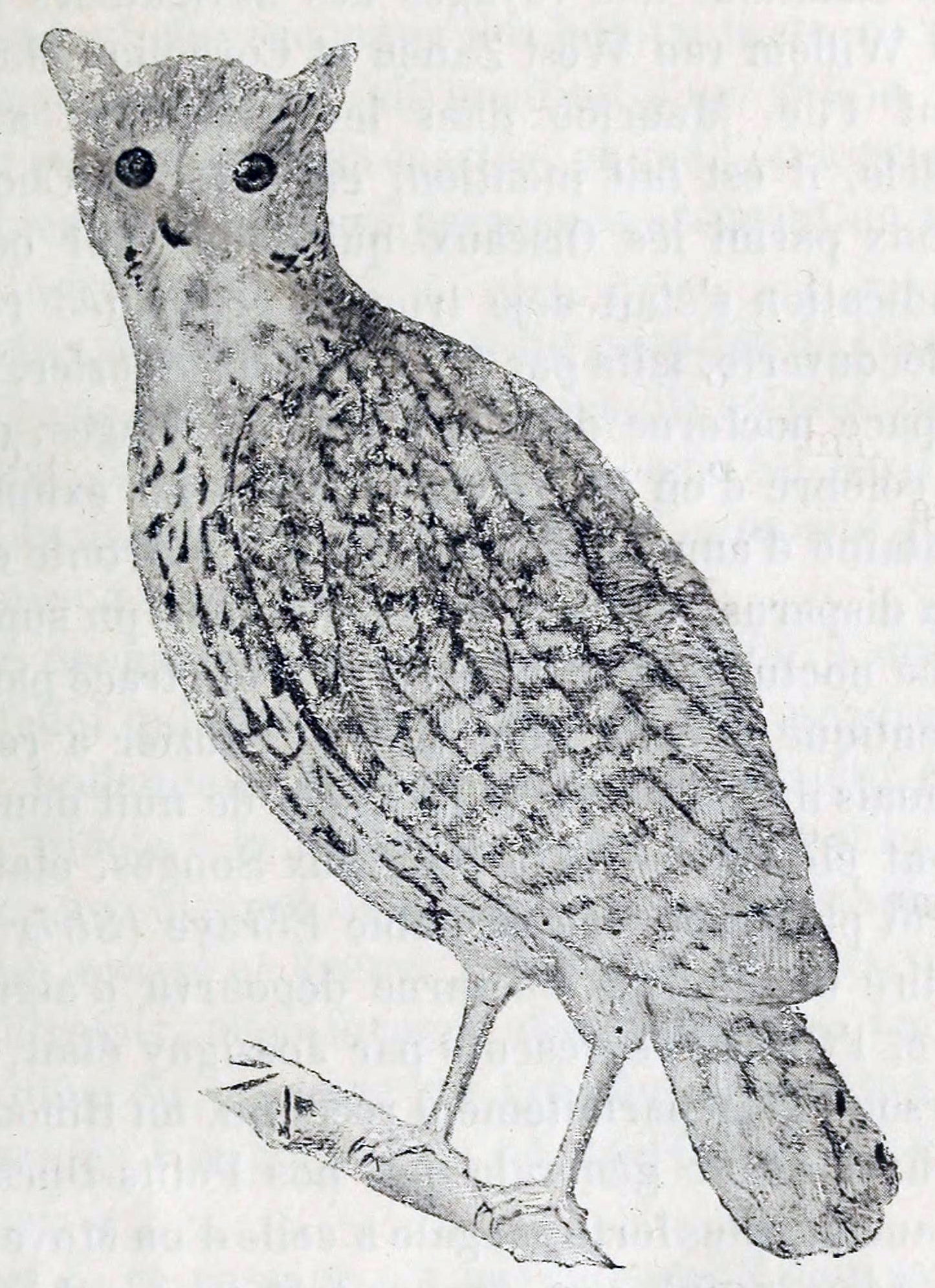 Extinct Mauritius Scops Owl Glossy Poster Picture Photo Print Banner Booma Prints