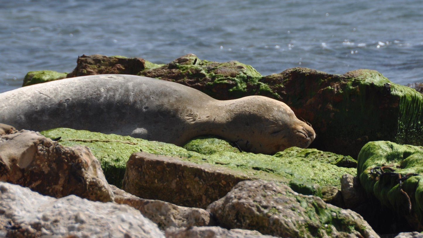 Mediterranean Monk Seal Glossy Poster Picture Photo Print Banner Booma Prints