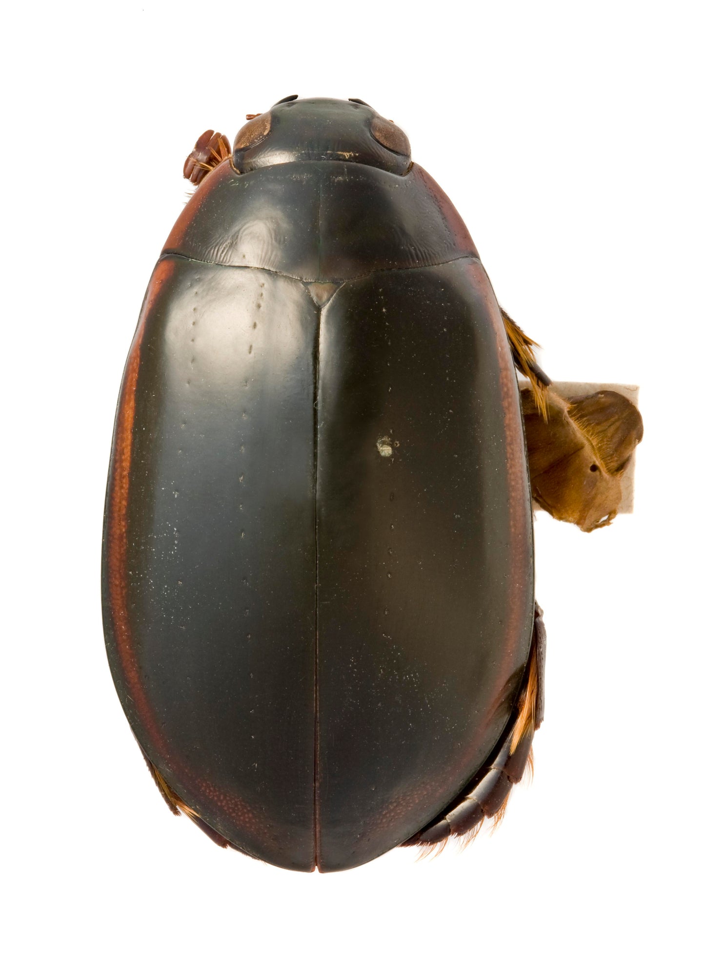 Megadytes Ducalis Water Beetle Glossy Poster Picture Photo Print Banner Booma Prints