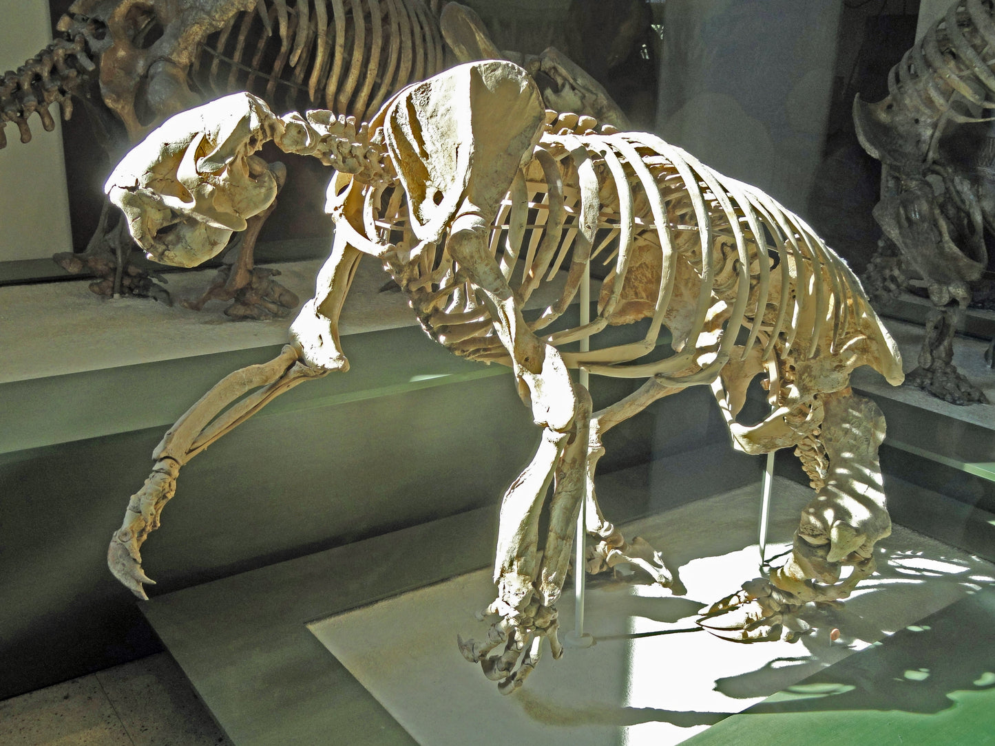 Extinct Megalonyx Sloth Skeleton Glossy Poster Picture Photo Print Banner Booma Prints