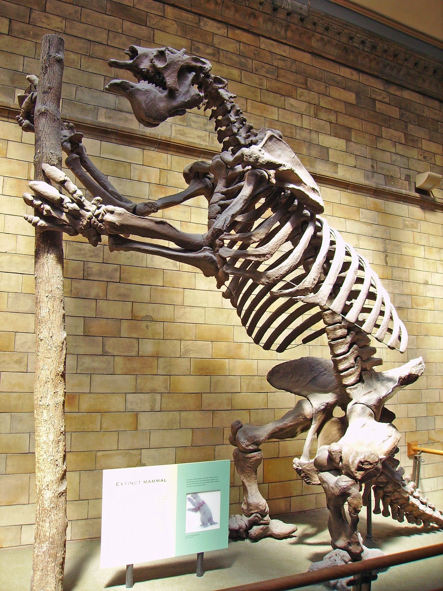 Extinct Megatherium Skeleton Glossy Poster Picture Photo Print Banner Booma Prints