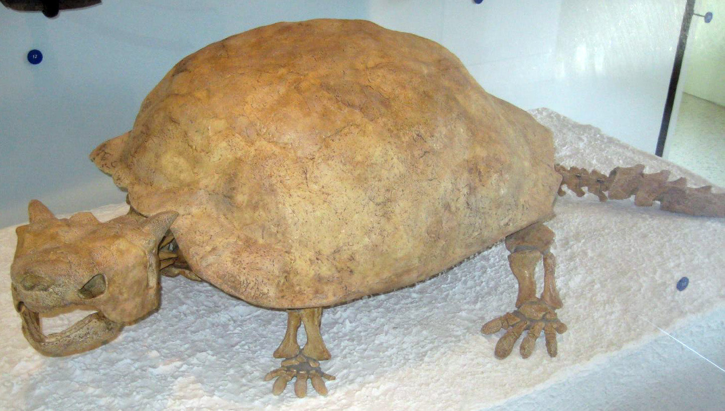 Extinct Meiolania Stem Turtle Glossy Poster Picture Photo Print Banner Booma Prints