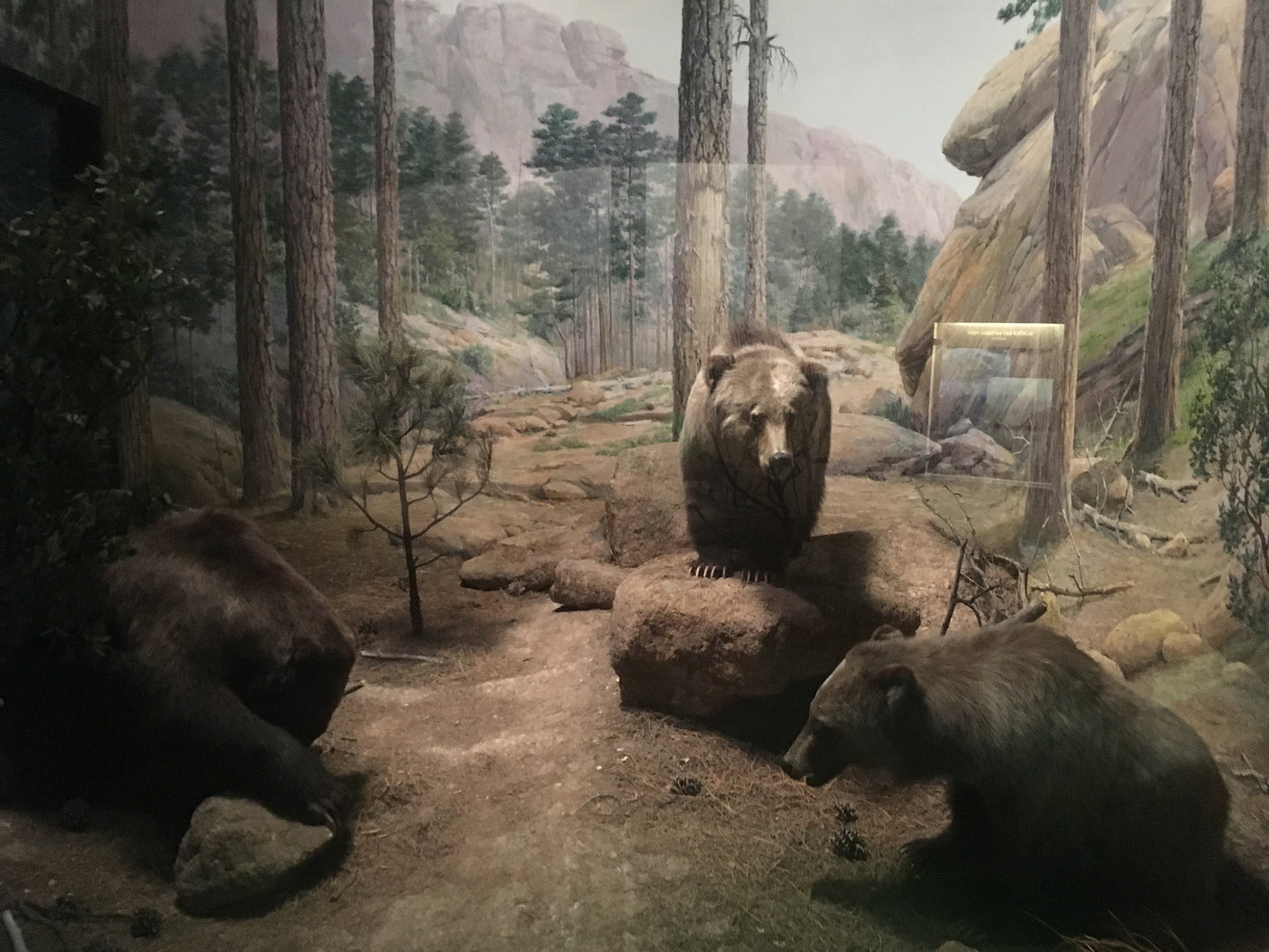 Extinct Mexican Grizzly Bear Glossy Poster Picture Photo Print Banner Booma Prints