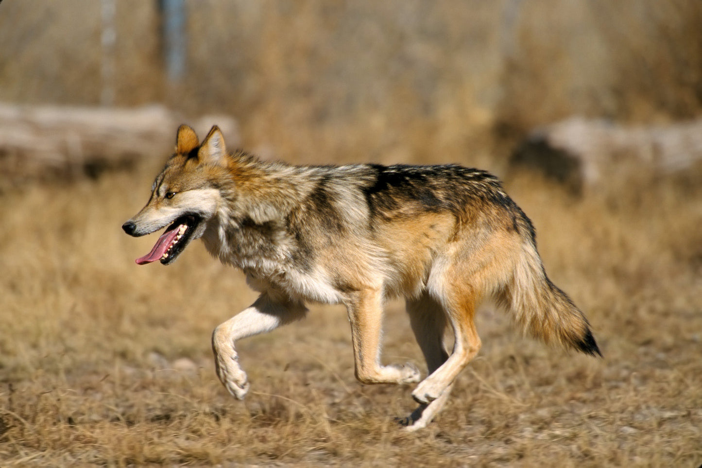 Extinct Mexican Wolf Gray Lobo Glossy Poster Picture Photo Print Banner Booma Prints