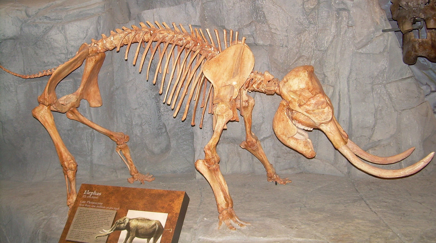 Extinct Mini Elephant Skeleton Glossy Poster Picture Photo Print Banner Booma Prints