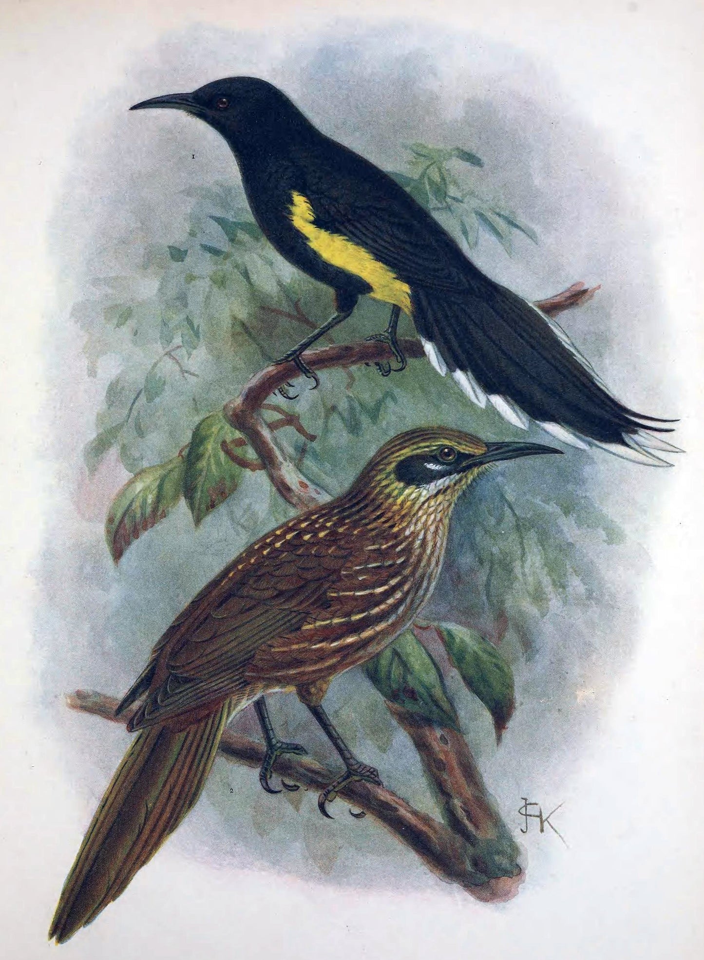 Extinct Mohoidae Honeyeater Bird Glossy Poster Picture Photo Print Banner Booma Prints