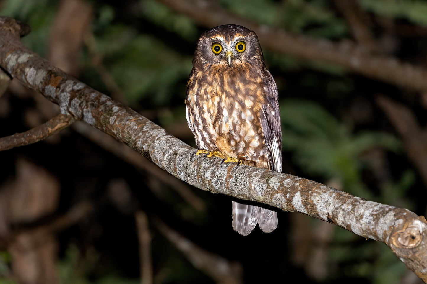 Morepork Brown Owl Glossy Poster Picture Photo Print Banner Booma Prints