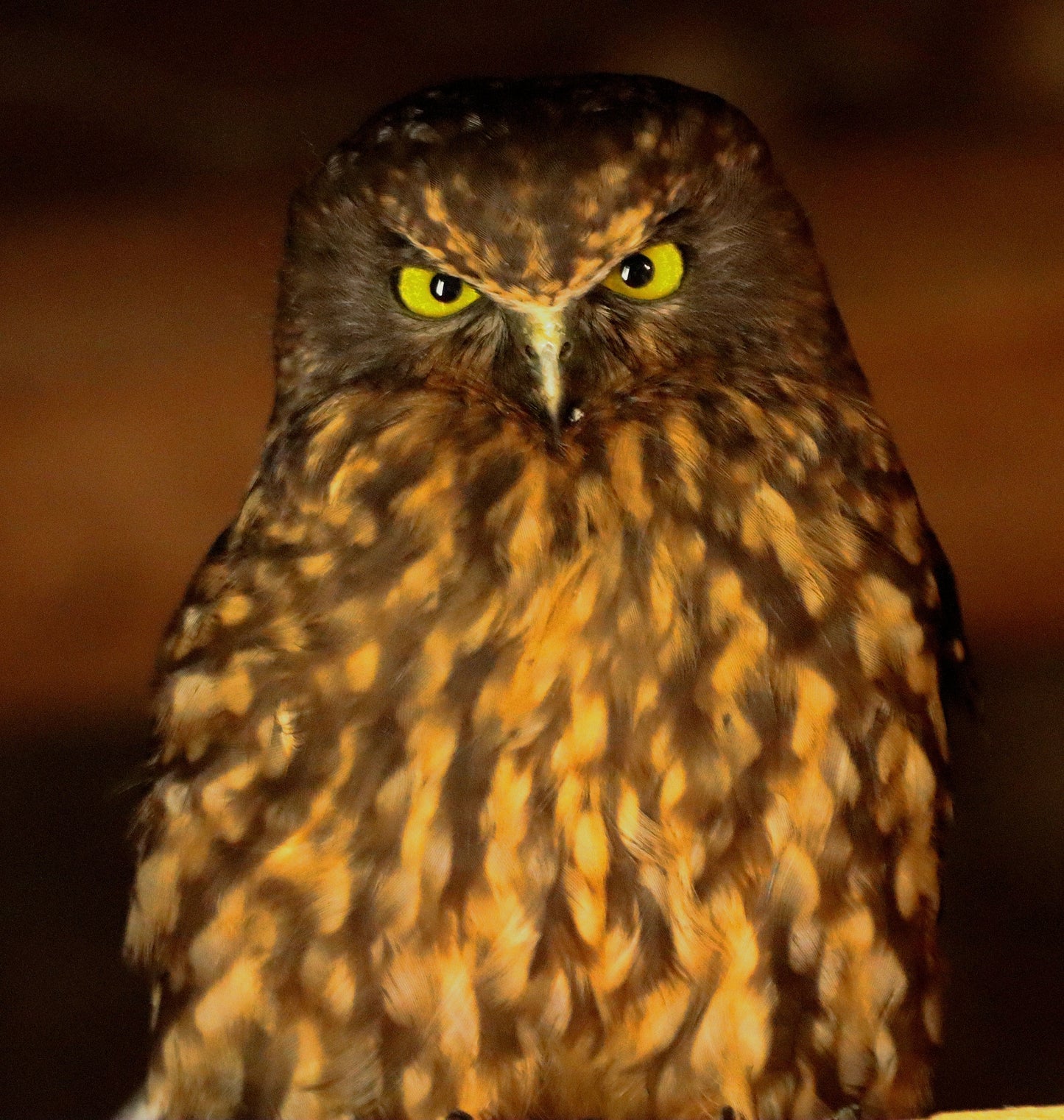 Morepork Brown Owl New Zealand Glossy Poster Picture Photo Print Banner Booma Prints