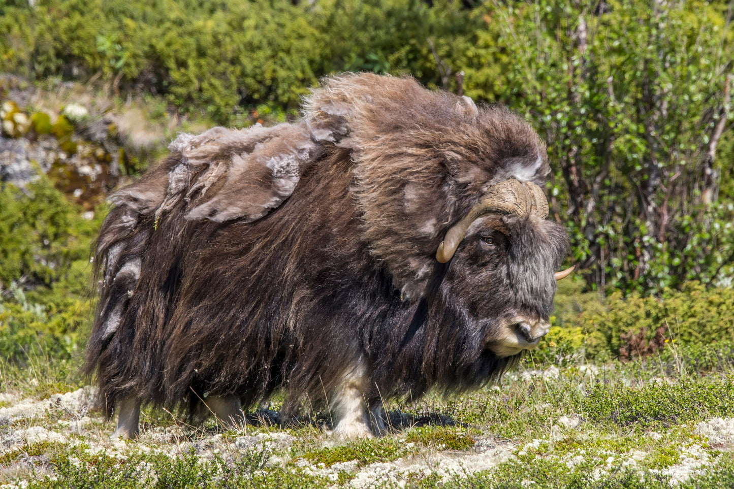 Arctic Muskox Musk Ox Glossy Poster Picture Photo Print Banner Booma Prints
