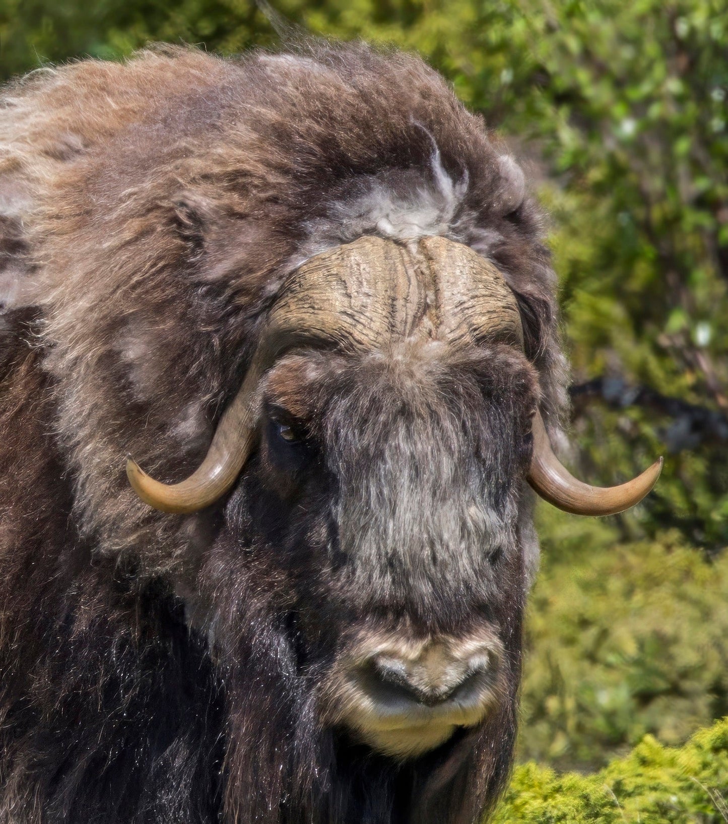 Arcic Musk Ox Muskox Muskoxen Glossy Poster Picture Photo Print Banner Booma Prints