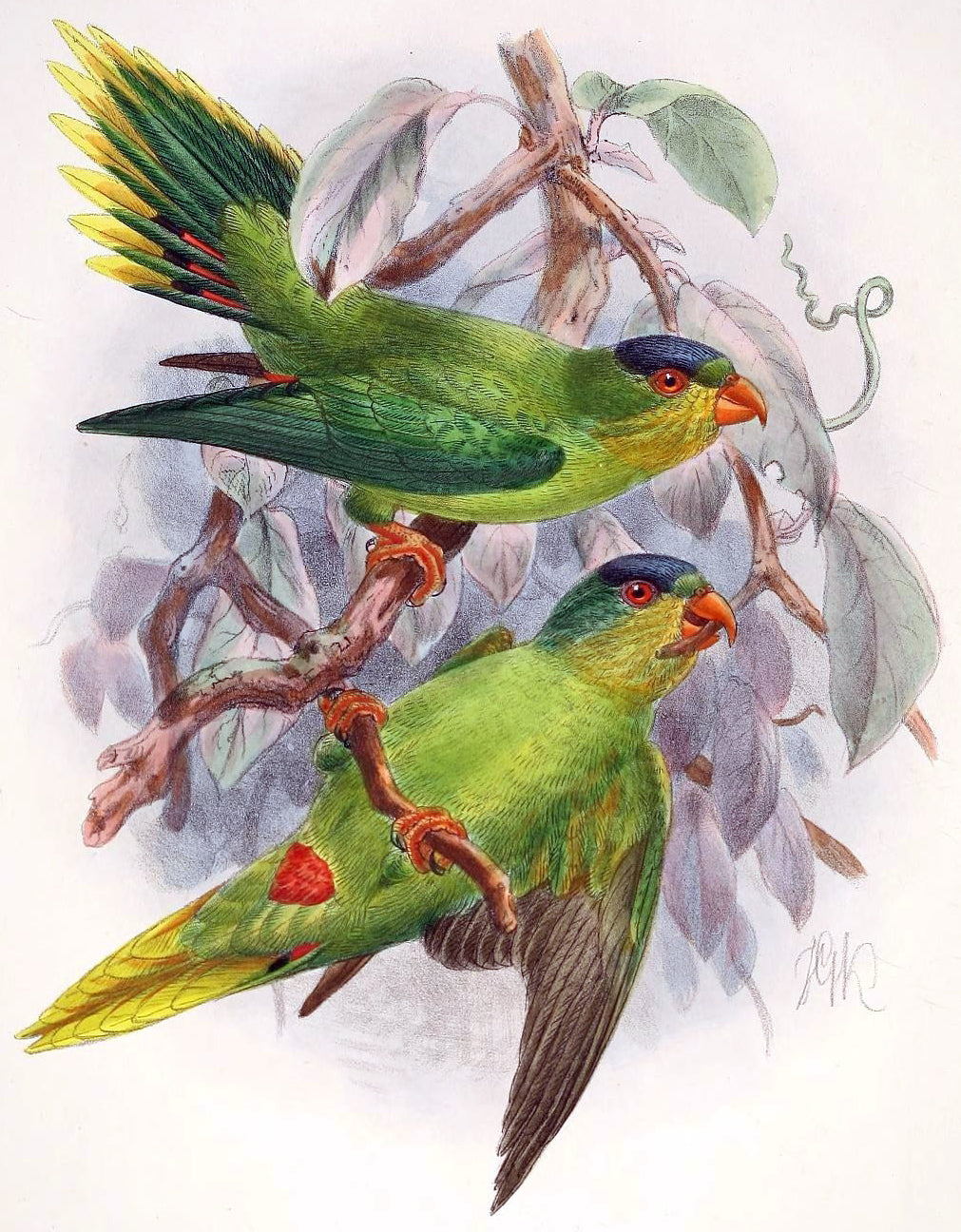 Extinct New Caledonian Lorikeet Glossy Poster Picture Photo Print Banner Booma Prints